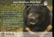 Asiatic black bear conservation poster