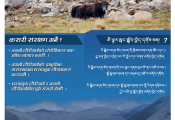 Wild yak conservation poster