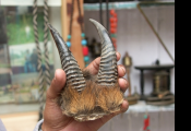 Documenting wildlife trade and hunting