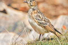 Discovery-of-Grey-sided-Thrush-2016-and-Tibetan-Lark-in-Nepal-2015