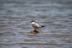 Discovery-of-new-breeding-records-of-8-bird-species-2013-2016