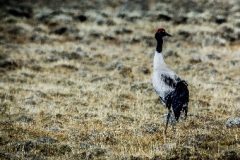 Discovery-of-the-nest-of-Black-necked-crane-in-Nepal-2013