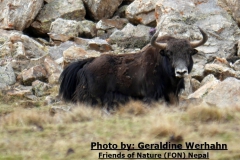 Rediscovery-of-Wild-Yak-in-Nepal-after-50-years-2013-2016