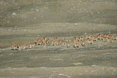 The-largest-Wild-Ass-Flock-recorded-in-Humla-2013