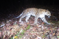 Camera trapped image of Leopard