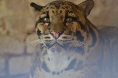 Cloded-Leopard-Day-in-Kaski-Nepal