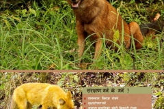 Conservation-of-Wilddog
