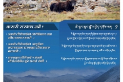 Endangered-Wild-Yak