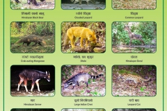 Lets-Conserve-Wild-Mammals-of-Madi