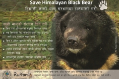 Save-Himalayan-Black-Bear