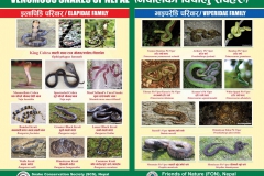 Venomous-Snakes-of-Nepal