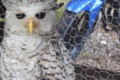 Documentation of hunting and trade of owls