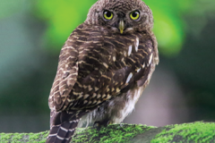 Owl Conservation Action Plan for Nepal 2020-2029